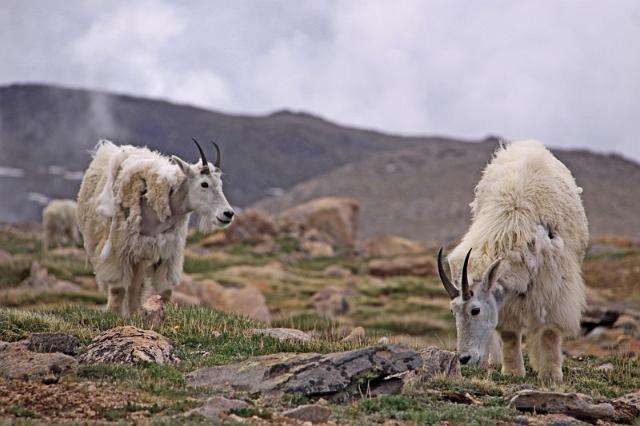 132 mount evans, berggeiten.JPG